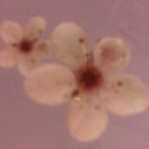 Meet your Posher, Belen